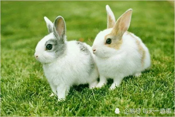 明星生肖兔有哪些年龄的人_兔年出生的明星_生肖兔明星年龄人有多大了